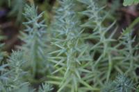 Petrosedum rupestre