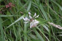 Trifolium repens