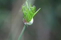 Allium vineale