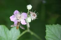 Rubus fruticosus