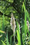 Typha latifolia