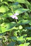 Vinca major