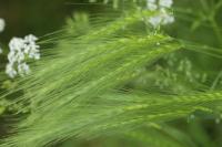 Hordeum murinum