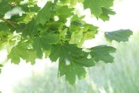 Acer platanoides