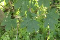 Acer pseudoplatanus