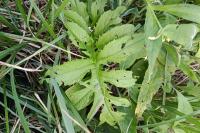 Cirsium oleraceum