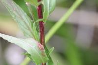 Epilobium tetragonum