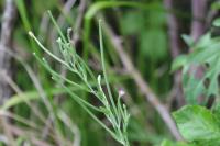 Epilobium tetragonum