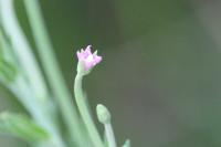 Epilobium tetragonum