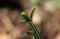 Picris hieracioides