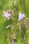 Campanula rapunculus