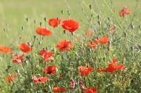 Papaver rhoeas