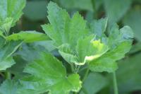 Althaea officinalis