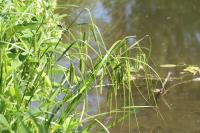 Carex pseudocyperus