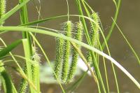 Carex pseudocyperus