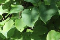 Reynoutria japonica