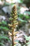 Orobanche hederae