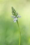 Dactylorhiza maculata