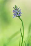 Dactylorhiza maculata