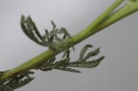 Cota tinctoria