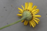 Cota tinctoria
