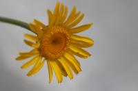 Cota tinctoria