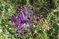 Muscari comosum
