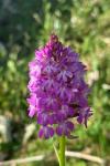 Anacamptis pyramidalis