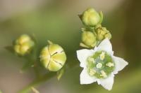 Thesium humifusum