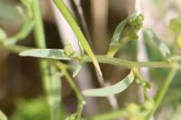 Thesium humifusum