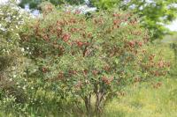 Colutea arborescens