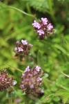 Orobanche alba