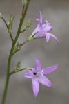 Campanula rapunculus