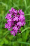 Anacamptis pyramidalis