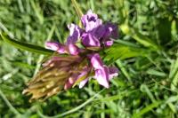 Dactylorhiza maculata