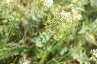 Lepidium draba