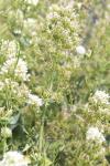 Lepidium draba