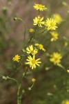Senecio inaequidens