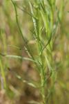 Senecio inaequidens
