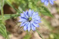 Nigella damascena