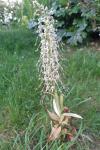Himantoglossum hircinum