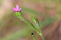 Dianthus armeria