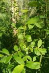 Salix