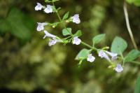 Clinopodium nepeta