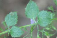 Clinopodium nepeta