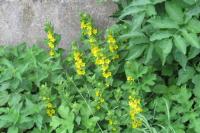Lysimachia punctata