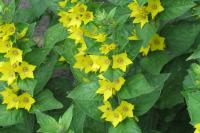 Lysimachia punctata