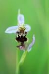 Ophrys apifera