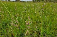 Ophrys apifera