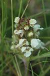 Prunella laciniata